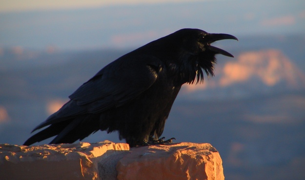 raven raven
