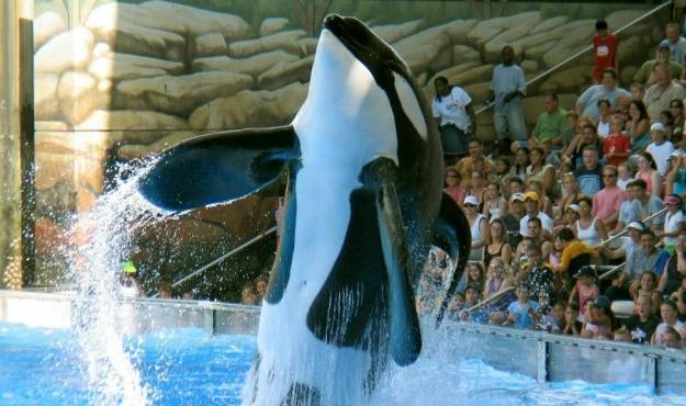 tillikum tillikum