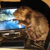 Eager S.C. Beavers File For Office