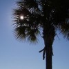 palmetto tree palmetto tree