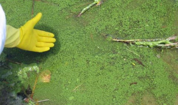 pond scum pond scum