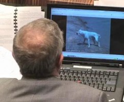senator watching dog