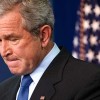 bush