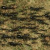 ants