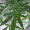 pot pot