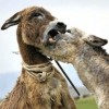 donkey fight