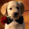 puppy love rep kevin ryan puppy love rep kevin ryan