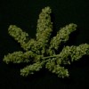 pot smoking republican busted