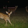 deer in headlights
