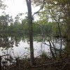 woods 003