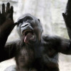drugged monkey drugged monkey