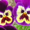pansies pansies