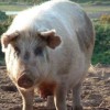 pork barrel spending sc budget pork barrel spending sc budget