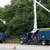 power line pruning