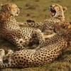 cheetahs cheetahs