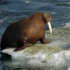 fitsnews sic willie i am the walrus