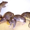 rats rats