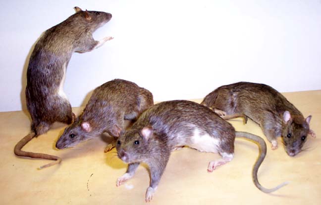 rats