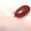 you lyme again