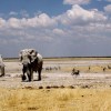 gop primary race
