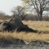 elephant down