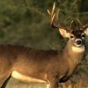 deer hunting deer hunting