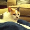tom rice kitty tom rice kitty