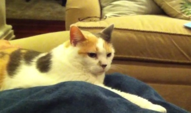 tom rice kitty