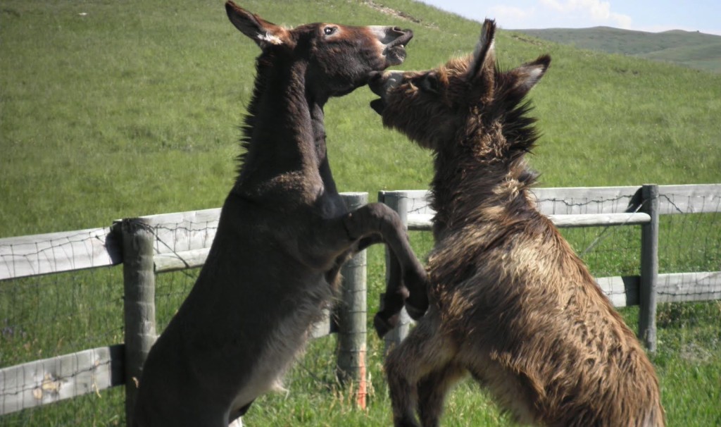 donkey fight