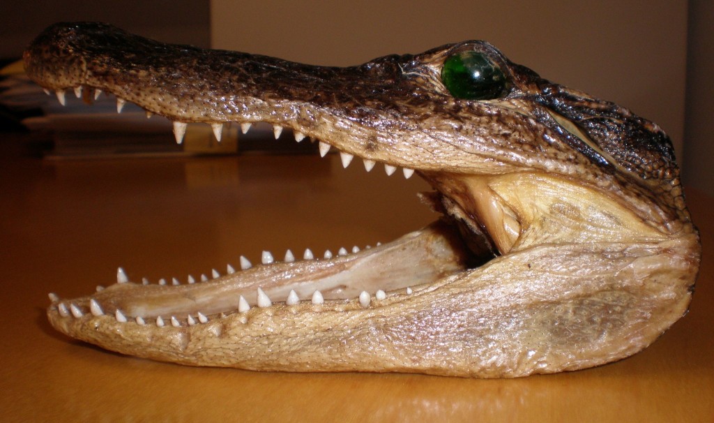 gator head