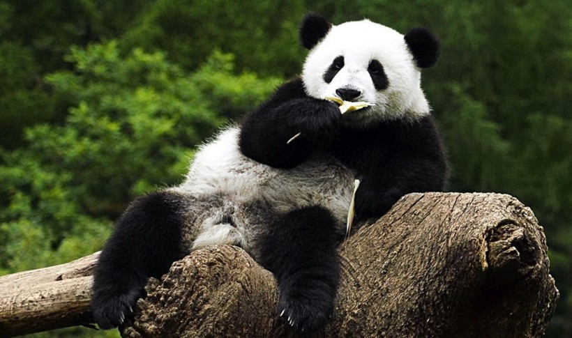 panda clinton
